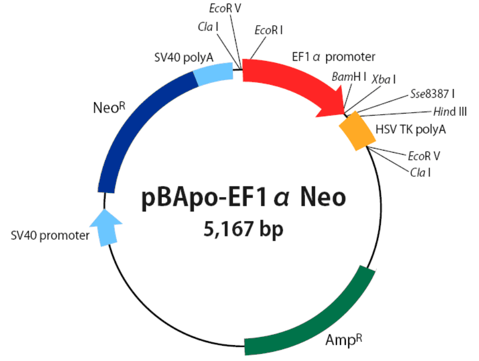 pBApo-EF1α-neo载体图谱
